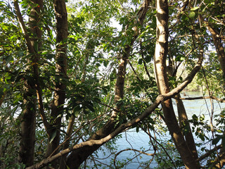 trees in the middle of nature
