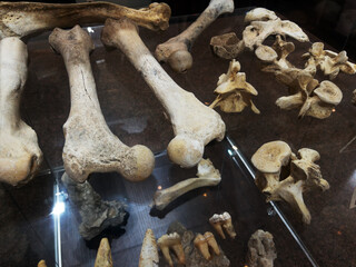 Bones and remains of ancient animals in the museum on a glass shelf