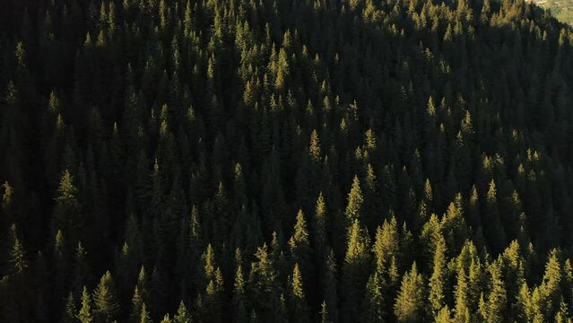 Aerial view boreal forest in North America. Coniferous trees in mountains from above. Wilderness, pristine nature. Beautiful sunrise sunset light. Close in