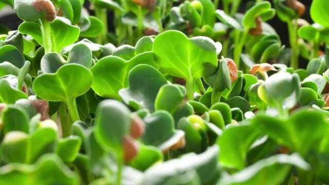 Arugula sprouts growing time lapse. Sprouts germinate from seeds. Spring timelapse of young plants growing
