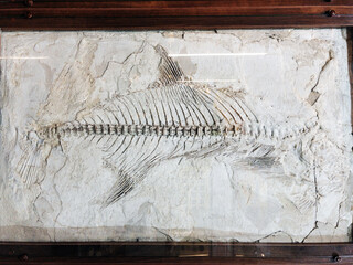 Skeleton fossil of prehistoric fish in museum