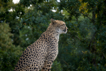 Leopard Zoo Leipzig