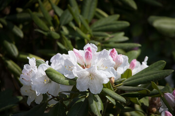 White flowers in the sunshine