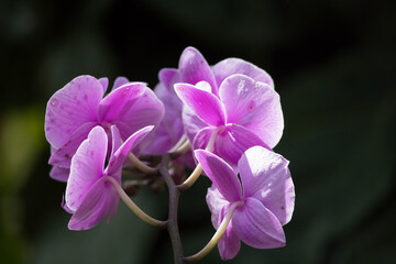 Purple flowers in the garden