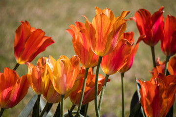 Orange Tulip in a garden