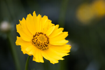 Yellow flower in the sunlight