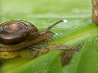 Snail on banana leaf in the morning, macro photography