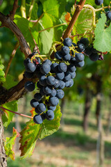 bunch of dark blue grapes on grapevine branch. Detail in organic vineyard, agriculture fruit. cultivation background. 