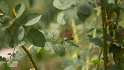 Butterflies and flies, macro shots in a sunny summer