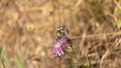 Butterflies and flies, macro shots in a sunny summer