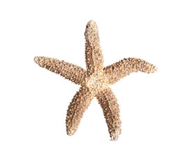 Starfish, possibly Forbes’ common sea star (Asterias forbesi), from a beach in North Carolina...