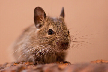 baby degu sitting on some piece of wood in front of brown background