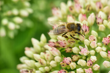 bee on a flower