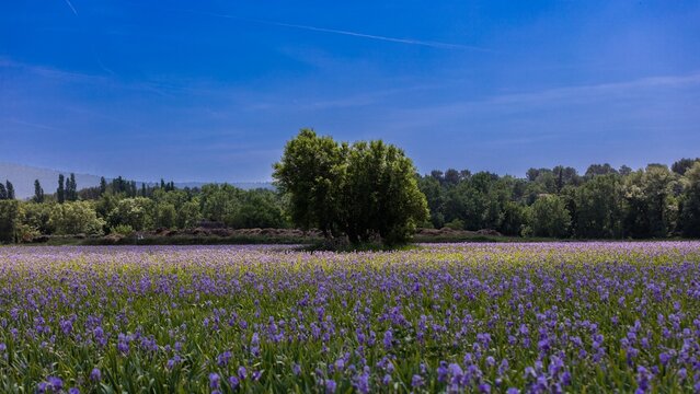 Trets , France - Champs d'Iris