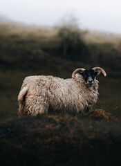 sheep in the mountains