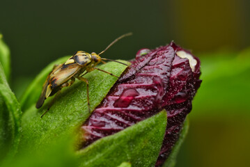 bug on a flower