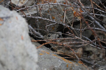 Close-up of small mountain-dwelling mammal pika 