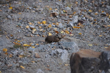 View of small mountain-dwelling mammal pika 