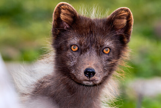 Pribilof Islands Arctic Fox (Alopex lagopus pribilofensis) at St. George Island, Pribilof Islands, Alaska, USA