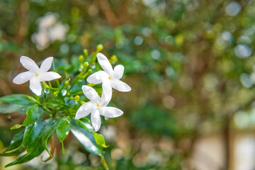 (Gardenia jasminoides), Gerdenia Crape Jasmine, small white flowers blooming on trees, flowers in the garden