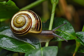 snail on a leaf