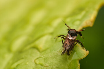 bug on a leaf