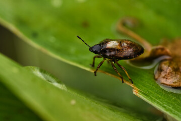 the bug on a leaf