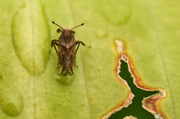 bug on the leaf