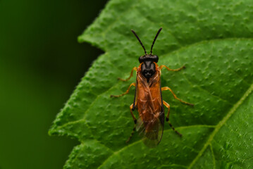macro of a bug