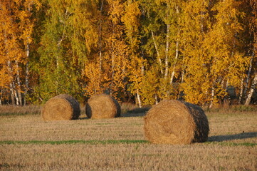 Autumn landscape with rolled haystacks straw on field next to forest