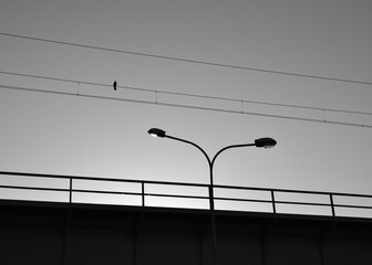 samotny ptak siedzący obok latani w wieczornym słońcu - obrazy, fototapety, plakaty