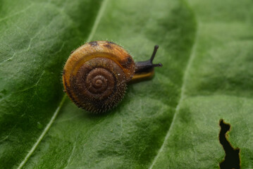 snail on a leaf