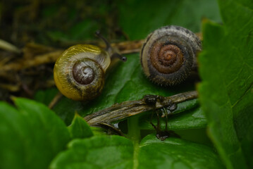 snail on a leaf