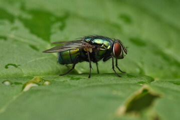 fly on leaf