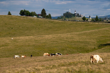 Typical landscape in the Romania. Cows grazing on a beautiful meadow, Dracula castle in the background