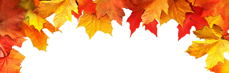 Fototapeta na wymiar Colorful maple leaves close-up isolated on white background