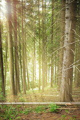 Spruce tree forest.Forest in sunlight 