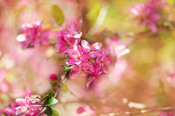 Fototapeta na wymiar Close up of blooming crab apple tree on sunny day. Beautiful spring tree pink blossoms background.