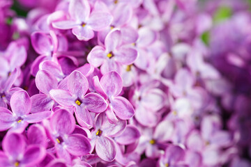 Naklejka na ściany i meble Beautiful lilac flowers bunch background