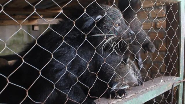 Paradoxurus, two black furry ferrets in the cage, waiting for lunch.