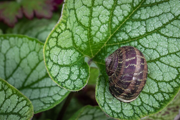 Mollusc and Leaves