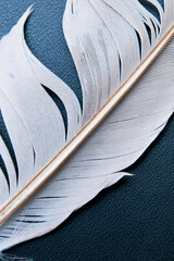 white bird feather close up