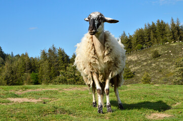Mountain sheep of the Rava breed, in a mountain pasture