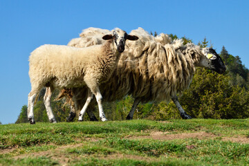 Obraz premium A lamb with its mother mountain sheep of the Rava breed, in a mountain pasture