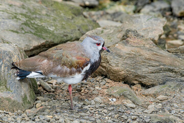 Southern Lapwing (Vanellus chilensis) in Ushuaia area, Land of Fire (Tierra del Fuego), Argentina