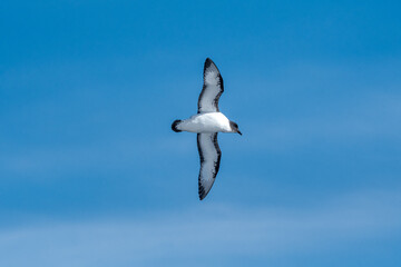 Cape Petrels (Daption capense) in South Atlantic Ocean, Southern Ocean, Antarctica