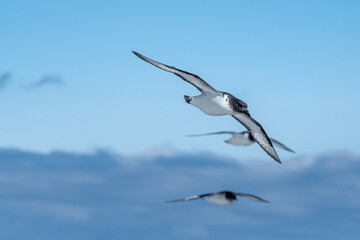 Cape Petrels (Daption capense) in South Atlantic Ocean, Southern Ocean, Antarctica
