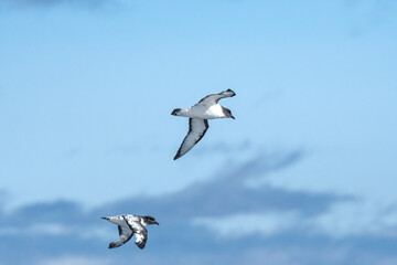 Cape Petrels (Daption capense) in South Atlantic Ocean, Southern Ocean, Antarctica
