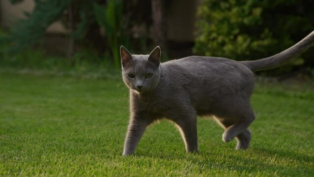 Close up of a grey domestic purebred cat walking on the green grass lawn in the garden in sunset
