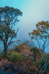 Rain forest with many trees and misty in the morning.
